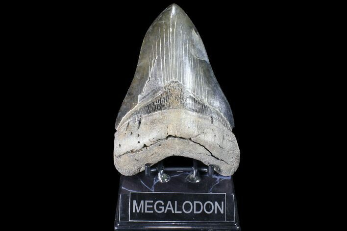 Serrated, Fossil Megalodon Tooth - Beautiful Enamel #86674